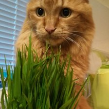 Схема вышивки «Бася»