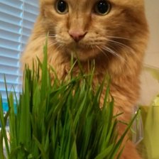 Схема вышивки «Бася»