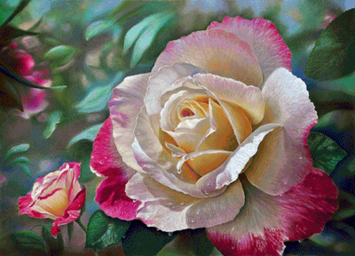 розы - предпросмотр