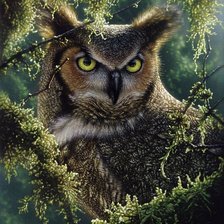 Схема вышивки «сова»