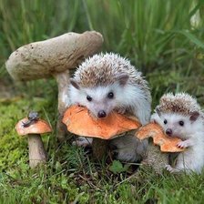 Схема вышивки «ежи»