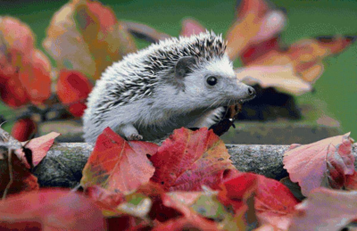 ежи - предпросмотр