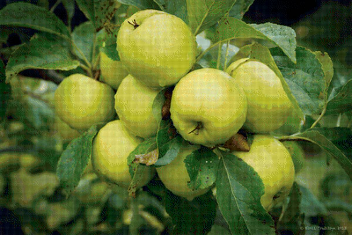 яблочки - предпросмотр