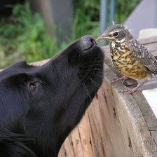 Схема вышивки «собачка»