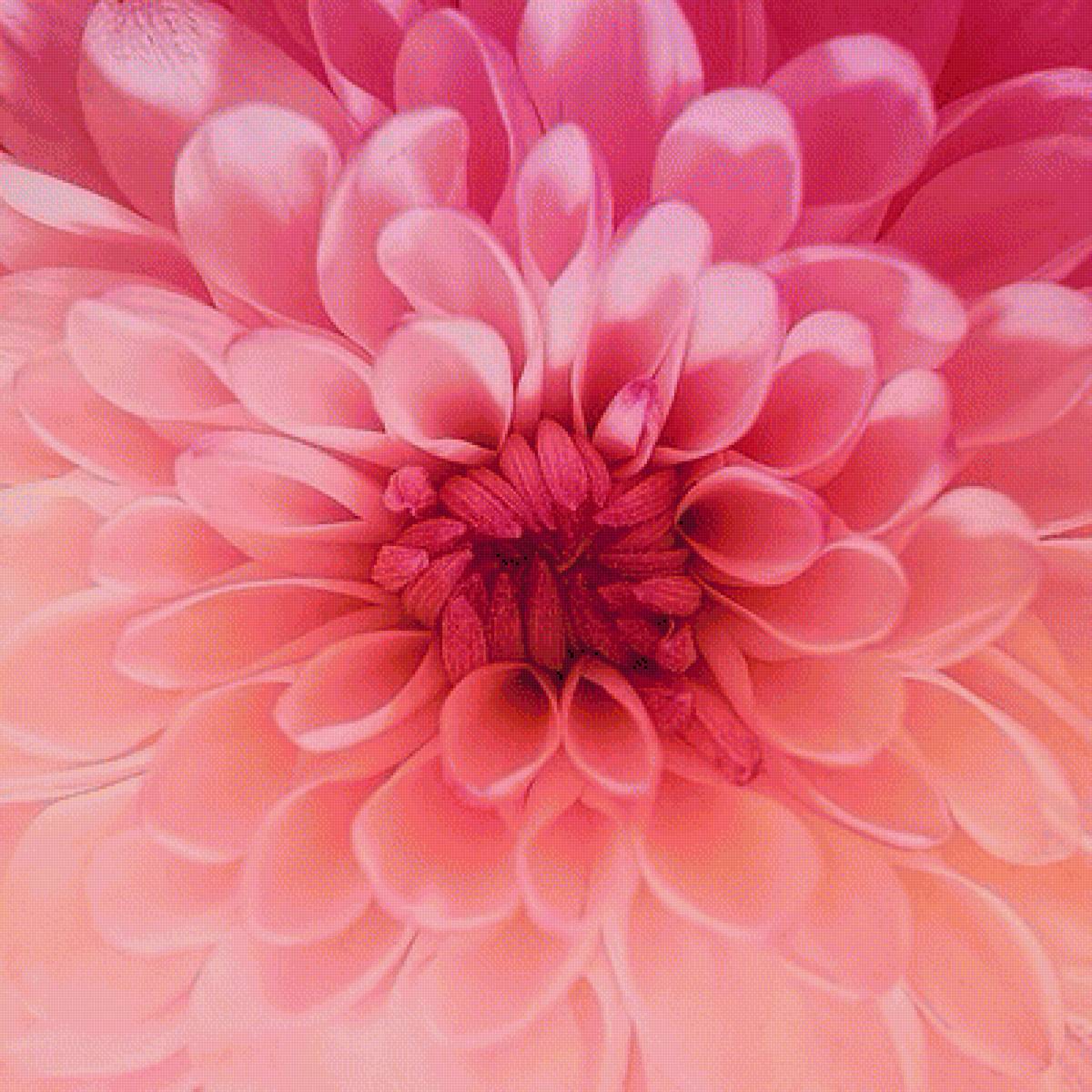 РОЗОВЫЙ НАТЮРМОРТ - розовый натюрморт, осение цветы - предпросмотр