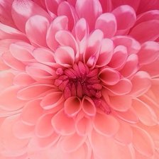 РОЗОВЫЙ НАТЮРМОРТ