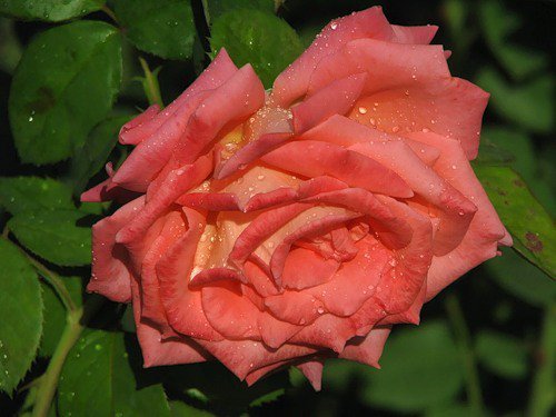 розы - оригинал