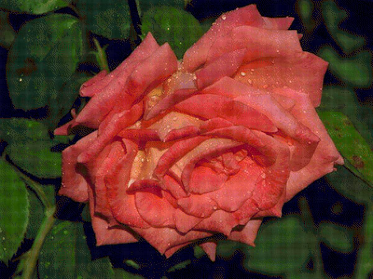 розы - предпросмотр