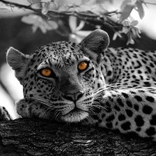 Схема вышивки «№1771399»