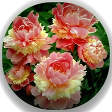 Схема вышивки «Пионы»