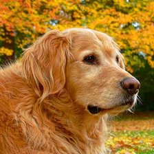 Схема вышивки «Осень в парке»