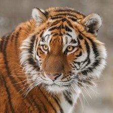 Схема вышивки «тигр»