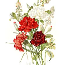 Схема вышивки «Гвоздики.»