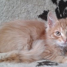 Схема вышивки «Пушок»