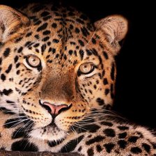 Схема вышивки «хищник»