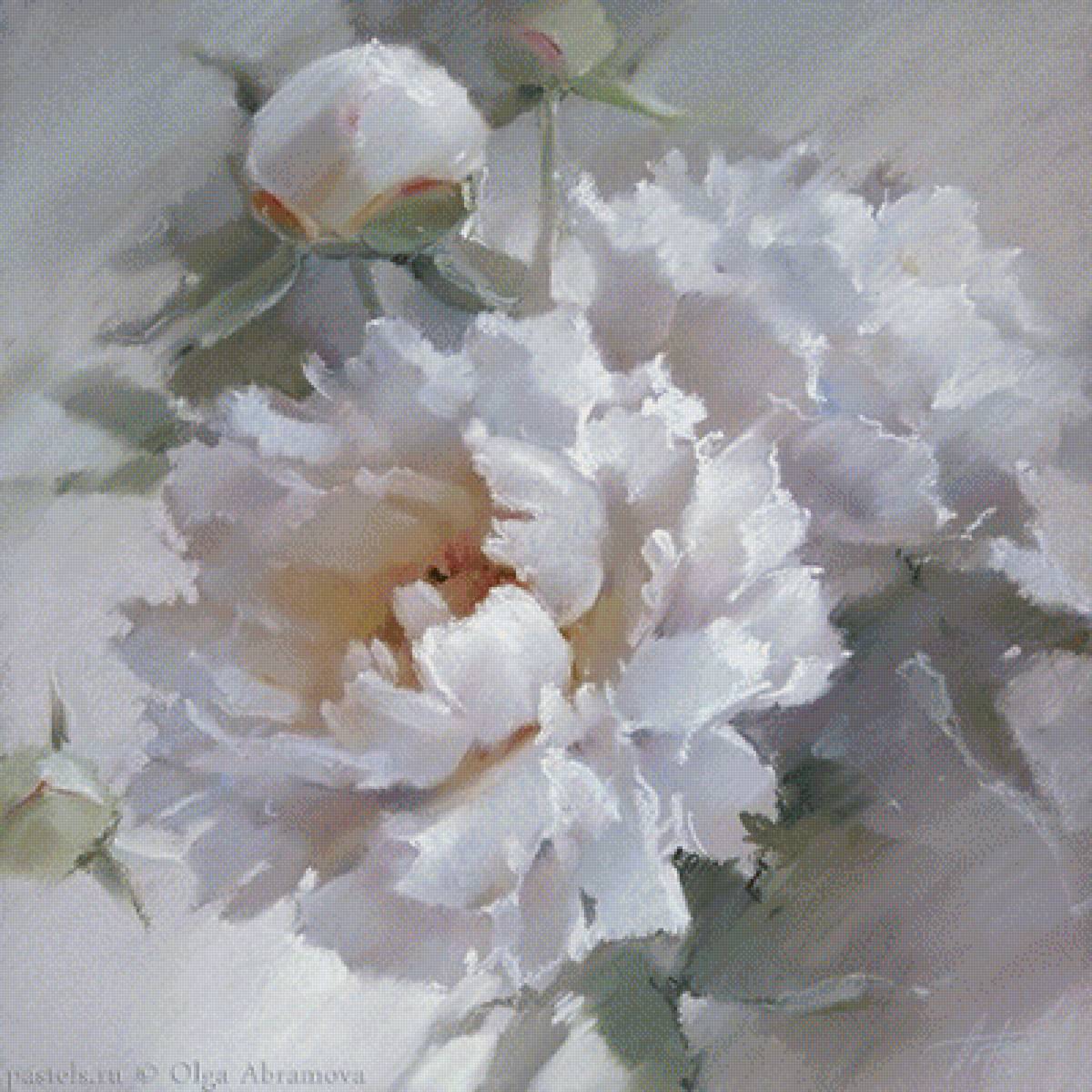 пионы белые - белые, цветы, пионы - предпросмотр