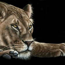 Схема вышивки «Львица»