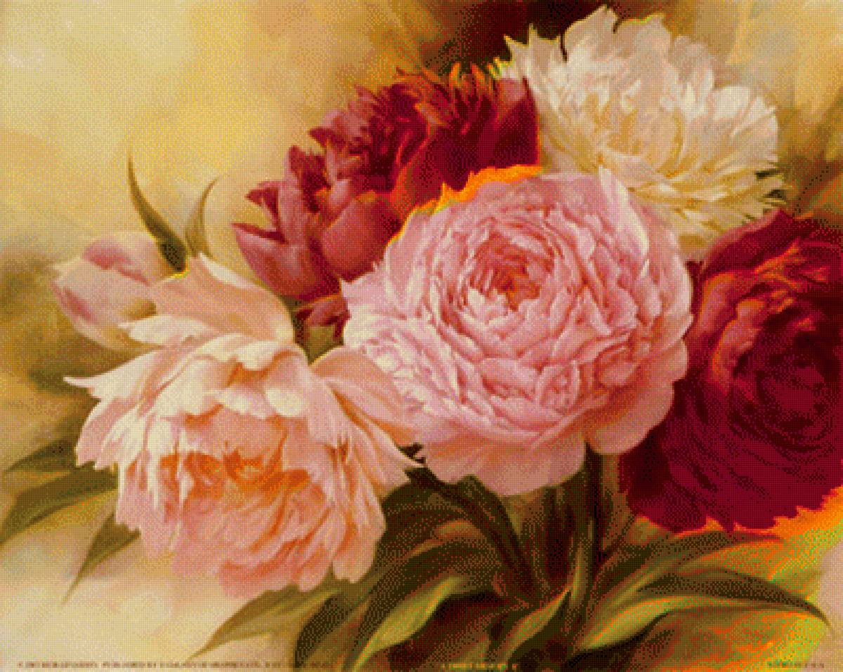 пионы - букет, пионы, цветы, розовые - предпросмотр