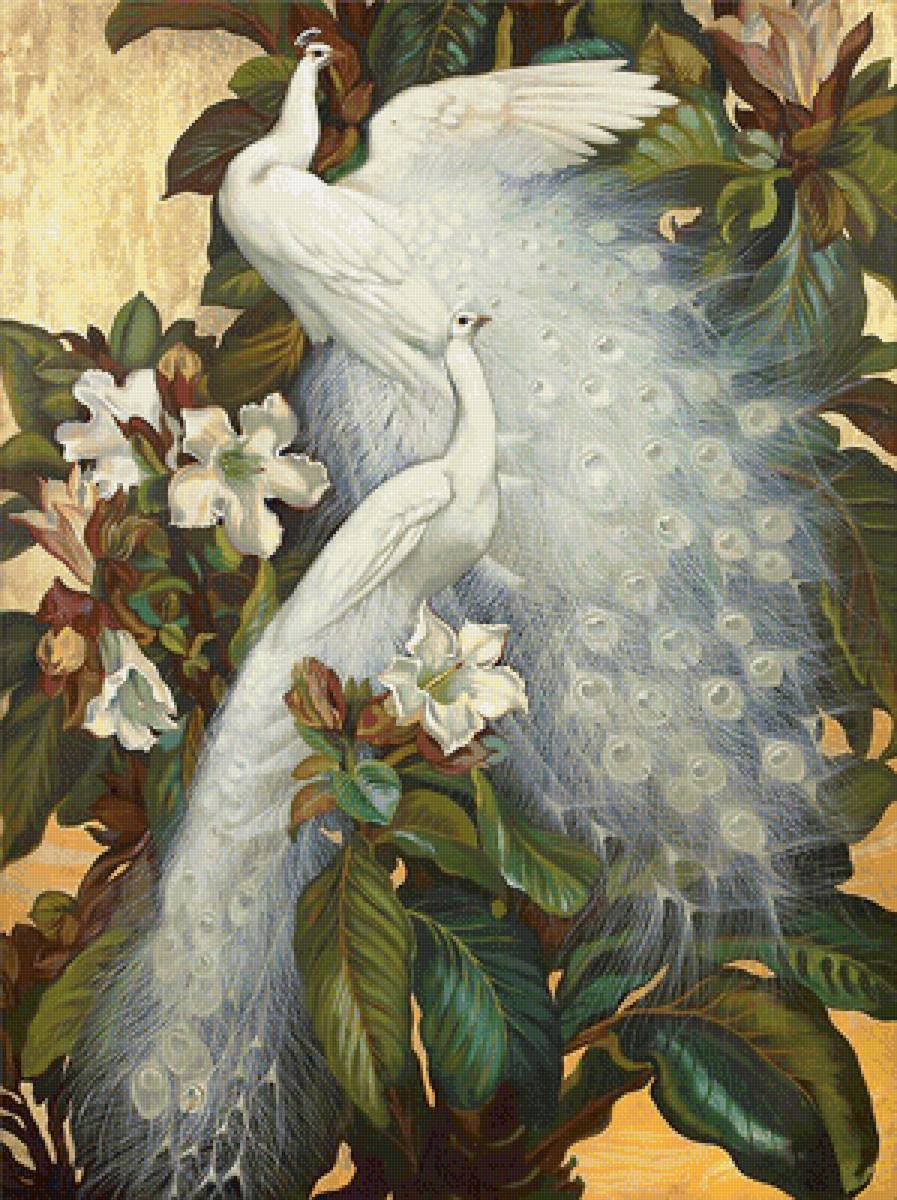 Серия "Птицы". Павлины - птицы, фауна, павлины - предпросмотр