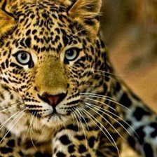 Схема вышивки «Леопард»