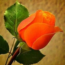 Схема вышивки «Roza oranzh»