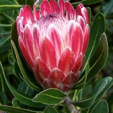 Схема вышивки «Proteja»