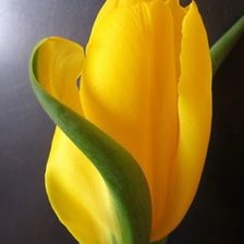 Схема вышивки «Tjulpan zheltyj»