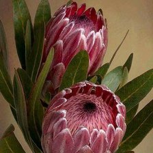 Схема вышивки «Proteja 1»