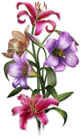 ľalie - оригинал