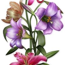 Схема вышивки «ľalie»