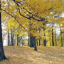 осенний лес