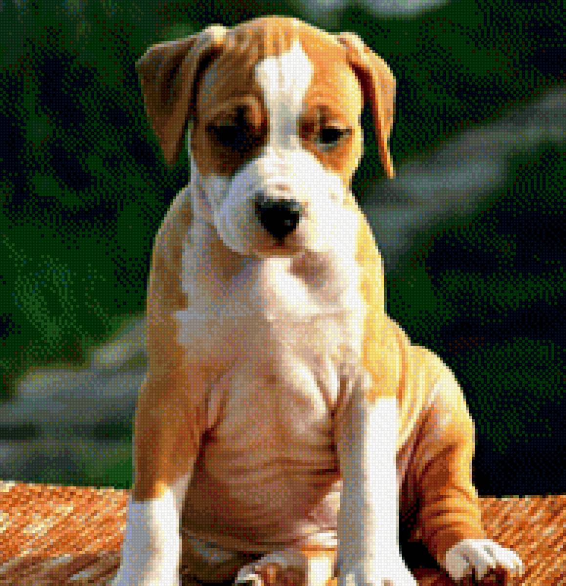 Рада - предпросмотр