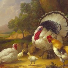 Индюки и петухи