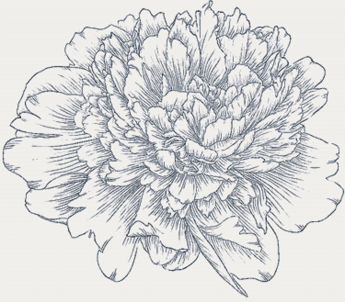 пион - предпросмотр