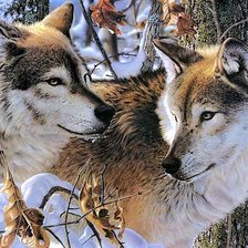 Схема вышивки «волки»