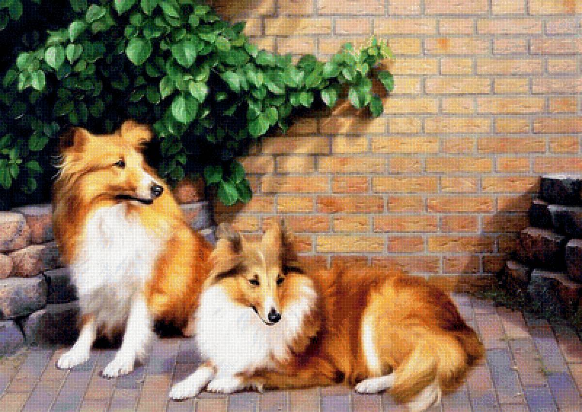 собаки - предпросмотр