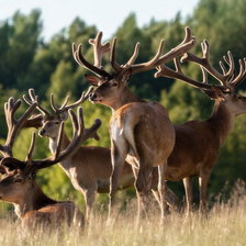 Схема вышивки «ПРИРОДА»