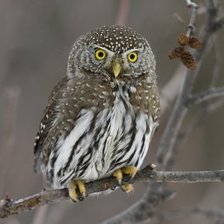 Схема вышивки «Сова»