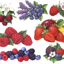 Схема вышивки «Ягоды»