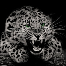 Схема вышивки «леопард»