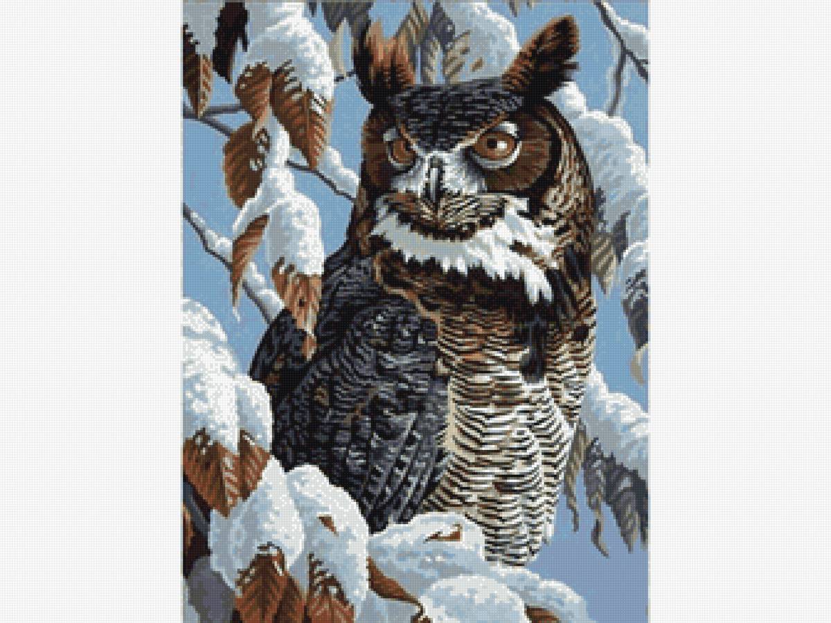 Сова - сова, птица - предпросмотр