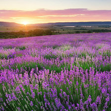 Схема вышивки «Лавандовое поле»