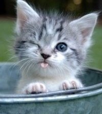 Схема вышивки «КОТЕНОК»