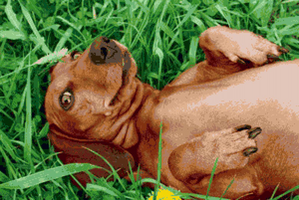 Филя - предпросмотр