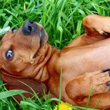 Схема вышивки «Филя»