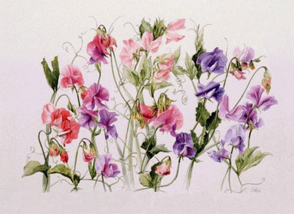 Душистый горошек - цветы - предпросмотр