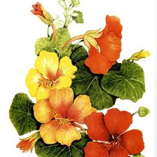 Схема вышивки «Настурция»