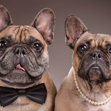 Схема вышивки «бульдоги»