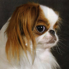 Схема вышивки «пикинес»