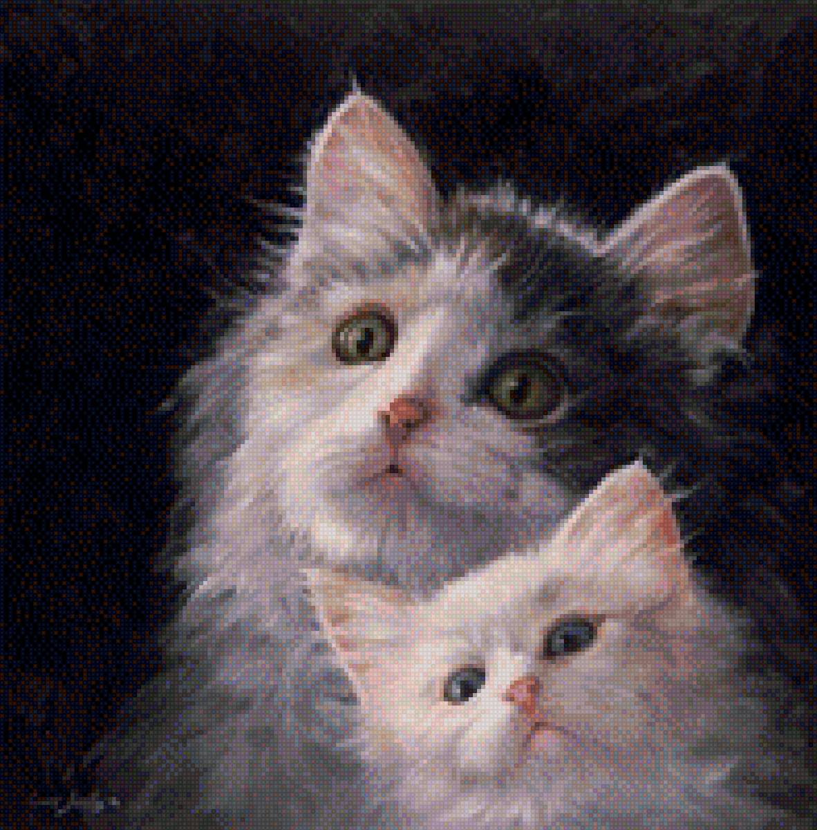 Котята - два кота, животные, котята - предпросмотр